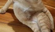 猫猫喝醉酒爆料视频,萌态百出，揭秘喵星人的秘密生活