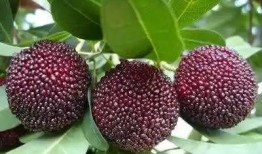 大强杨梅爆料视频播放,揭秘杨梅产业的秘密与真相