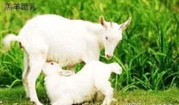 百万网红小羊吃瓜视频