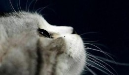 娱乐吃瓜菌猫猫,揭秘娱乐圈那些不为人知的幕后故事