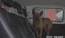 爆料救助狗狗视频播放下载,网络爆红救助狗狗视频播放下载背后的感人故事