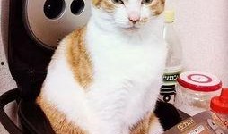 娱乐吃瓜菌猫猫,揭秘娱乐圈那些不为人知的幕后故事