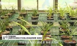 紫金山视频爆料大全最新,揭秘最新热点事件幕后真相