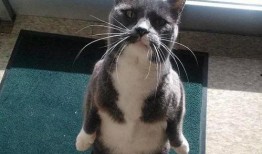 吃瓜企鹅视频大全免费观看,吃瓜企鹅视频大全，笑料横生，欢乐无限