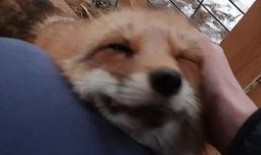 小狐狸群爆料视频大全集,揭秘萌狐日常与趣味瞬间