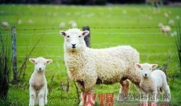 百万网红小羊吃瓜视频