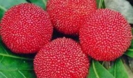 大强杨梅爆料视频播放,揭秘杨梅产业的秘密与真相