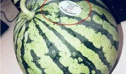 内蒙古吃瓜网红,揭秘草原上的“瓜界达人”