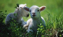 百万网红小羊吃瓜视频