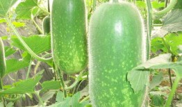 林同学的瓜在哪里免费吃