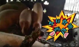 喂猪吃瓜视频大全集免费观看,免费观看视频大全集精彩回顾