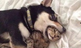 猫猫喝醉酒爆料视频,萌态百出，揭秘喵星人的秘密生活