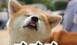 娱乐吃瓜酱送小狗视频,温馨瞬间感动网友