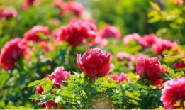 爆料半亩花田视频大全,揭秘美丽秘诀，美丽生活从此开始