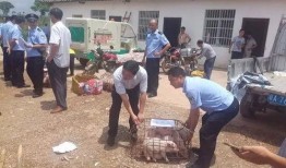 广西陆川县爆料事件视频,揭开真相背后的疑云