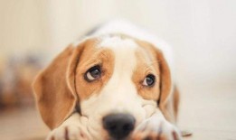 娱乐吃瓜酱送小狗视频,温馨瞬间感动网友