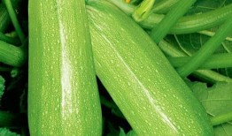 网红陈佩奇吃瓜视频下载,揭秘网红幕后生活