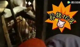 喂猪吃瓜视频大全集免费观看,免费观看视频大全集精彩回顾