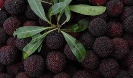 大强杨梅爆料视频播放,揭秘杨梅产业的秘密与真相