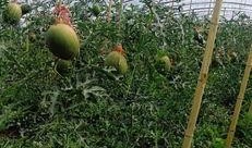 内蒙古吃瓜网红,揭秘草原上的“瓜界达人”